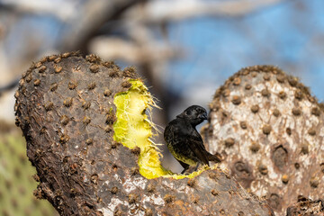 Cactus ground finch, geospiza scandens, in North Seymour, one of the endemic Darwin finches in Galapagos Islands, Ecuadorian Pacific