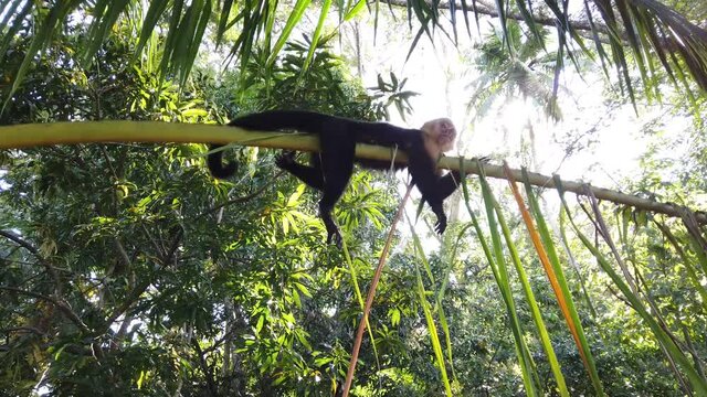 A cute capuchin monkey in a wildlife reserve, lazily resting on a branch. Handheld tracking shot.