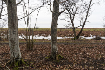 Fototapeta premium Hornbeam trees by the coast
