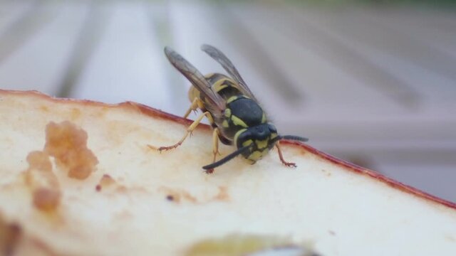 eine wespe frisst an einem apfel, vespula germanica