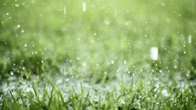 Rain Drops Falling in the Grass in Slow Motion Super Camera  4K at 240 FPS