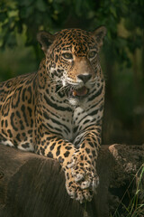 Leopard in a Game Reserve in Cost Rica, Central America