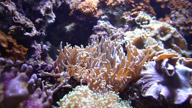 Two beautiful clownfish playing around in anemone around coral reef