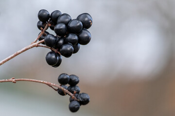 A closeup of two clusters of poisonous dark black autumn berries hanging on a limp tree branch. The ripe blackberries are shiny and glossy with a grey blurred background. 