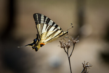Beautiful swallowtail butterfly sitting on a plant