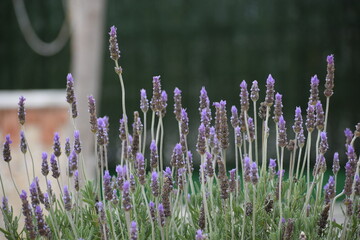Planta de Lavanda en primavera