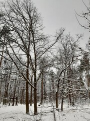 Winter forest, gloomy, seasonal landscape. Snow in the forest. Dense snow forest on cloudy day. Branches of tall trees in cold frost. Cold winter. Foggy and snowy winter scene. 