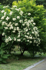 Sambucus nigra bush blooms with white flowers in the park in summer