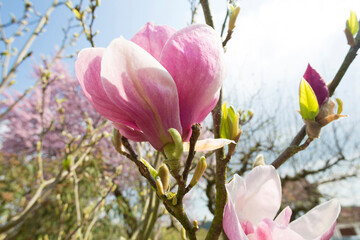 Magnolia tree in sunny springtime.