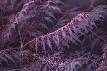 Texture of Rhus leaves tinted in purple. Natural background, idea, design