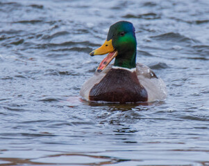 duck on the water