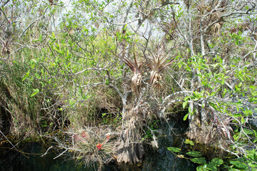 Tillandsia Bourgaei in the trees