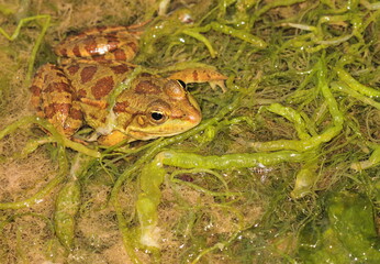 frog in the pond