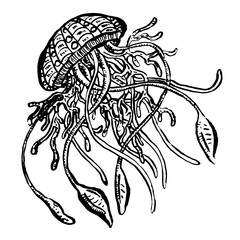 Line Art Cartoon Jellyfish Octopus Deep Sea Creatures Vector