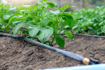 Close up green sprouts of young potatoes in field.