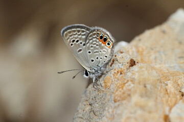 butterfly on a rock