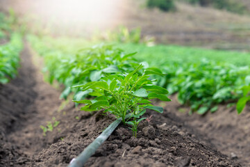 Close up green sprouts of young potatoes, rows of vegetable beds planted with potatoes in the rural kitchen garden.