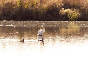 Pelican in an early autumn morning on a lake in Agamon Hula, Israel.