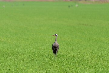 Eurasian Crane in an early autumn morning in a field near Agamon Hula, Israel.