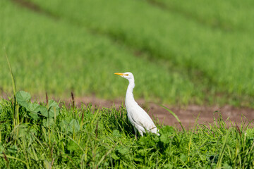 Cattle Egret in an early autumn morning in a field near Agamon Hula, Israel. 