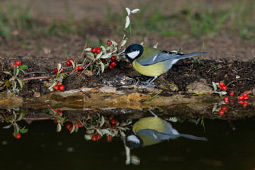 carbonero común reflejado en la charca con semillas de enebro (Parus major)