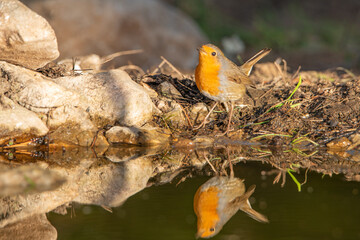 petirrojo reflejado en el agua de la charca (Erithacus rubecula)