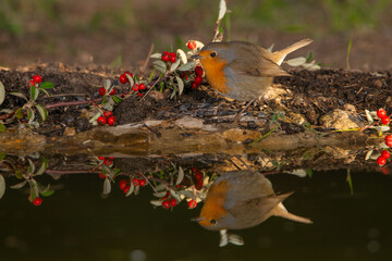 petirrojo reflejado en el agua de la charca (Erithacus rubecula)