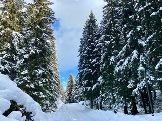 snow covered trees