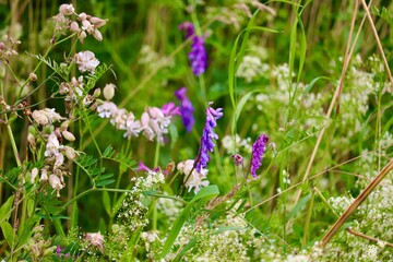 flowers in the grass