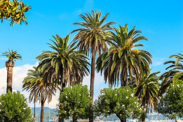 Fototapeta na wymiar Palm trees against the blue sky, sunny day in La Spezia, Italy.