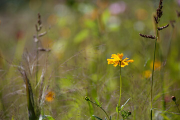 Wildflower meadow