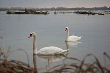 swan on the lake