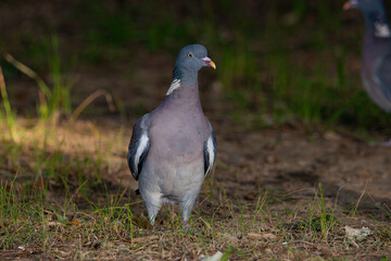 paloma torcaz en el bosque (Columba palumbus)​