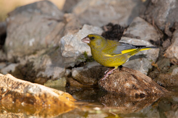 verderón en la charca del parque (Chloris chloris)