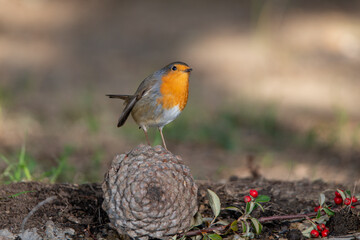 petirrojo en una piña en el suelo del bosque mediterráneo (Erithacus rubecula)