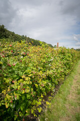 Himbeeren zum Selberpflücken, Himbeerplantage mit reifen Himbeeren - Symbolfoto.