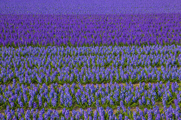 Fototapeta premium Blooming fragrant fields of hyacinth flowers.