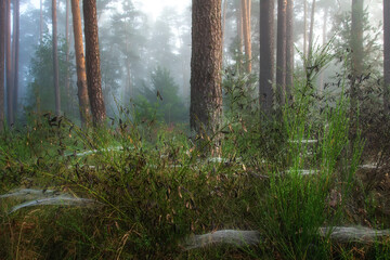 The landscape of wild forest with moss and spyder networks on grass in the foggy morning. Scenery woodland. Amazing nature landscape with pine trees at springtime.