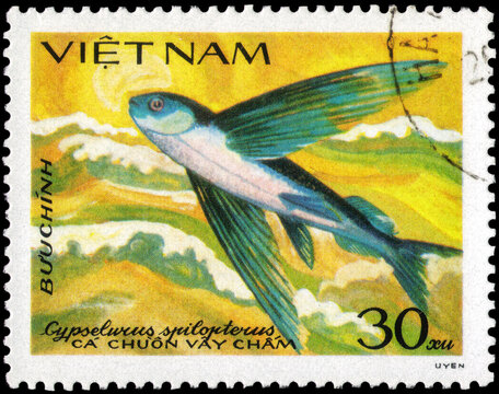 Postage stamp issued in the Vietnam with the image of the Flying Fish, Cypselurus spilopterus. From the series on Fish, circa 1984