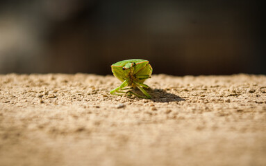 green tree frog
