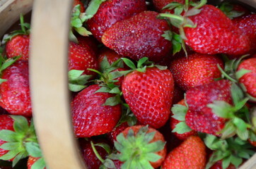 Ripe strawberries with leaves in wicker basket on wooden table on blurred background