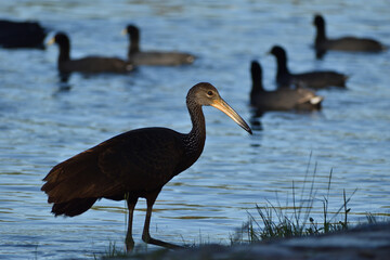 limpkin (Aramus guarauna) in a public park in Buenos Aires