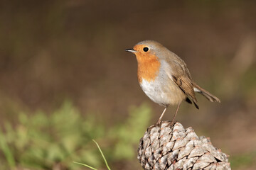 petirrojo en el suelo del bosque (Erithacus rubecula)