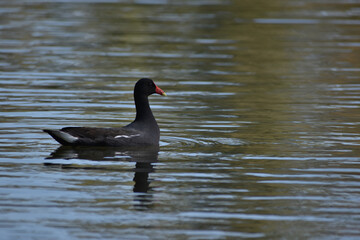 common gallinule (Gallinula galeata) in Buenos Aires