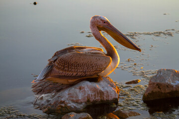 A pelican on the shore, a pelican at Lake Beysehir