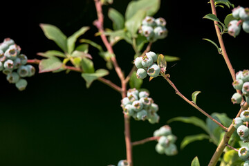 American blueberries on shrubs. Unripe green fruit in the rays of the sun. Healthy fruit ripening in the garden.
