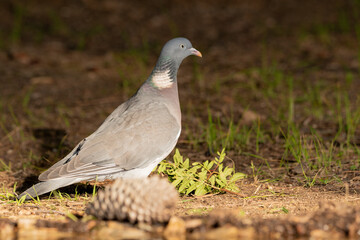 Fototapeta premium paloma torcaz