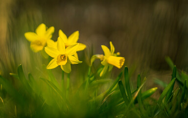 Daffodils on a spring meadow © K. Skubala