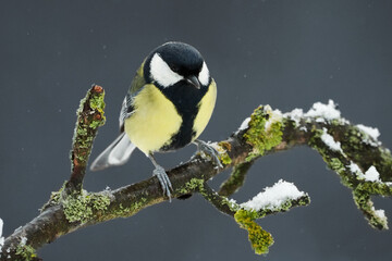 Great tit (Parus Major) bird in winter perching on snowy tree branch in the forest against clean background, close-up.