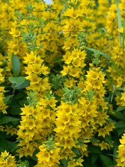 yellow flowers in the garden